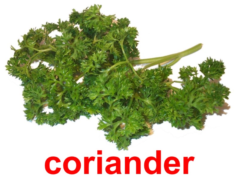 coriander